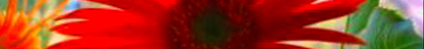 Zombi