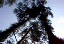 Creepy Trees