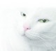 weer-loos