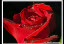 Beneath the Rose