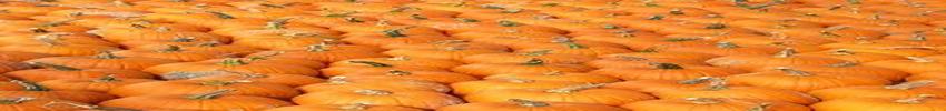Callicera