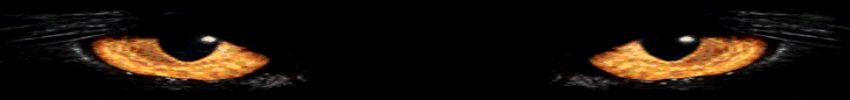 Chat_Noir