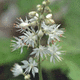 wildflower