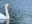 -meer-