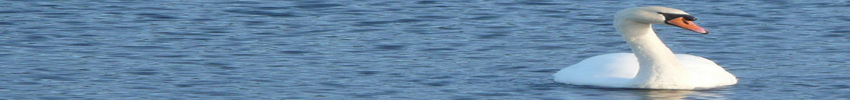 -meer-