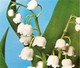 primula