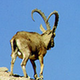 zondebok