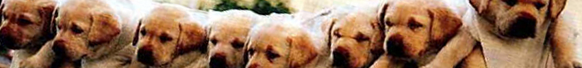 DeGebetenHond