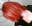 chilipeper