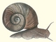 slakje