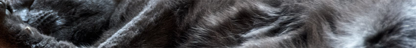 dikke muis